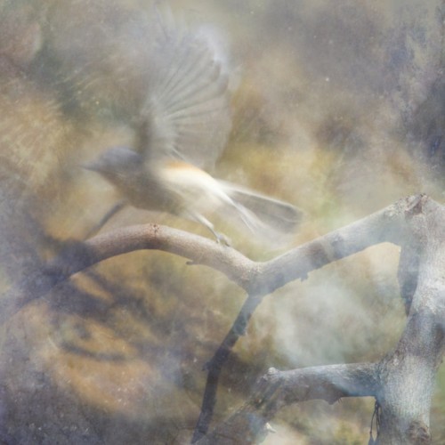 Will O' The Wisp