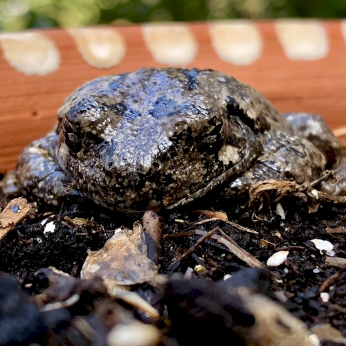 These Toads