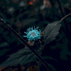 a drop of hope