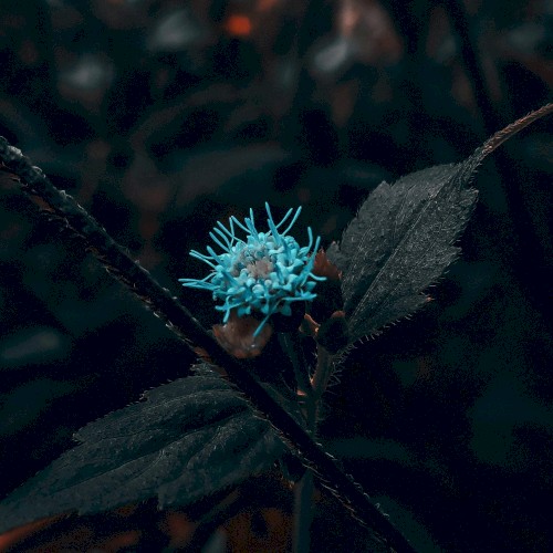 a drop of hope