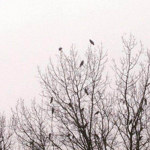 Birds