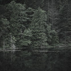 Forest Chants