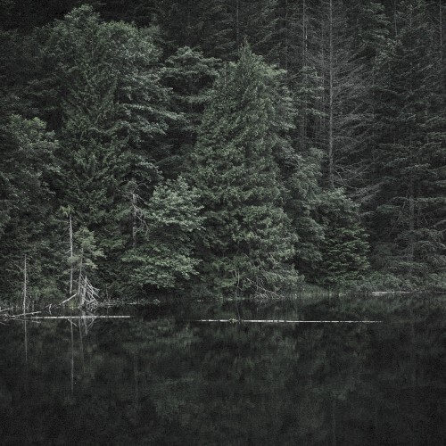 Forest Chants
