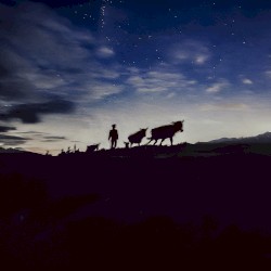 A Shepherds Life