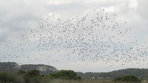 circling