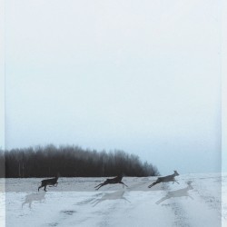 Песни