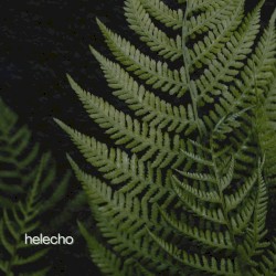 Helecho