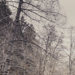 Broken Trees