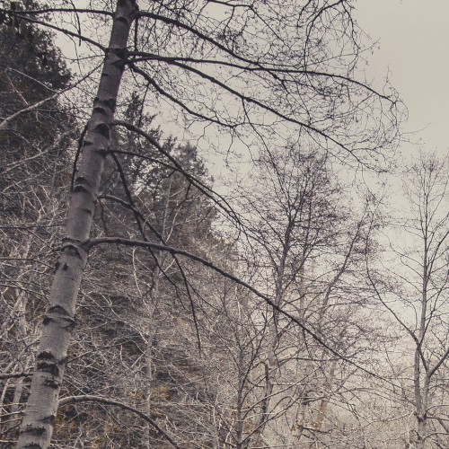 Broken Trees