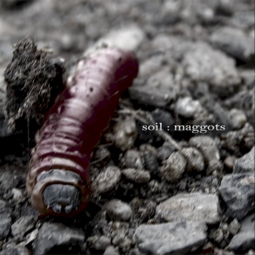 Maggots