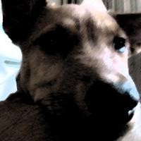 Dogz
