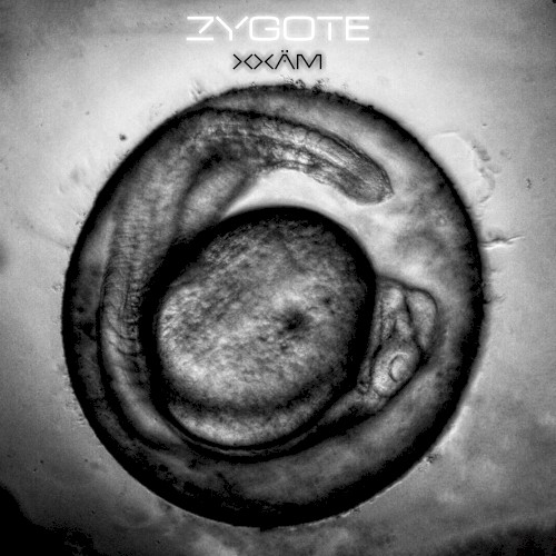 Zygote