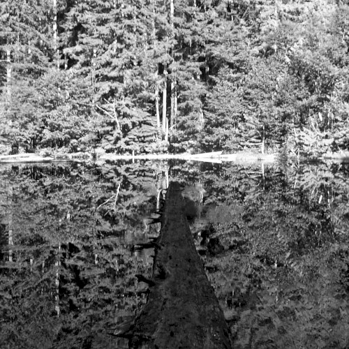 Glass Forest