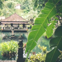 Zen Garden