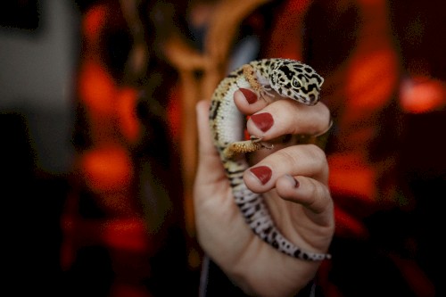 Every Creature Is a Jewel of Dharma in a Genuinely Divine Creation
