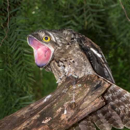 Pólen