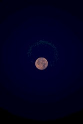 Moonlight Dream