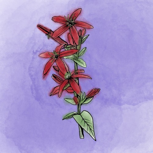 Pecking Stars