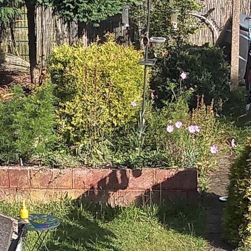 suburban pastoral