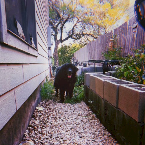 Benji / just fine. Split