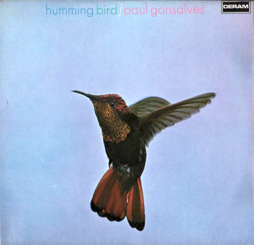 Humming Bird