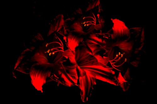 Facing Extinction Due to Artificial Light