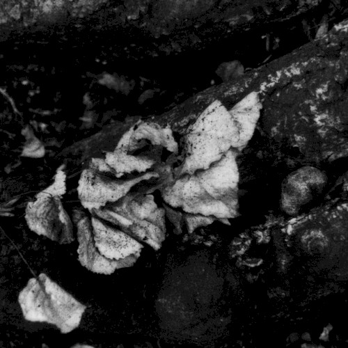 Shadowing in Sorrow