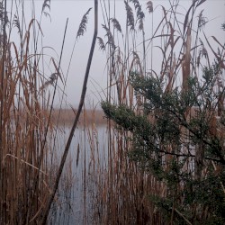 A Rainy Mist Upon the Lonely Marsh