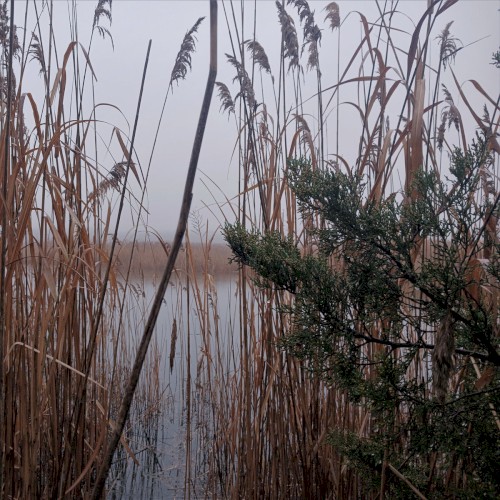 A Rainy Mist Upon the Lonely Marsh