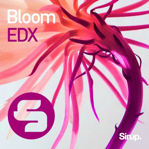 Bloom