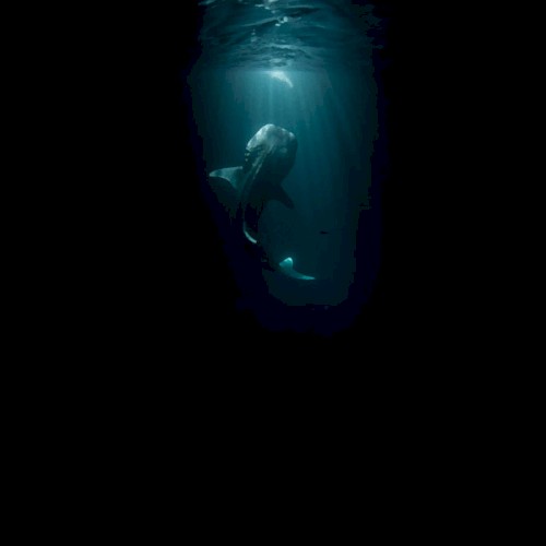 Spiritual Whales