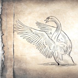 The Swan Song