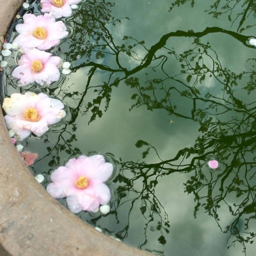 Cherry Blossom