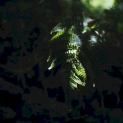 Izu Ambient 036