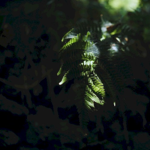Izu Ambient 036