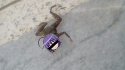 dead frog
