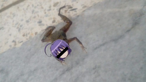 dead frog