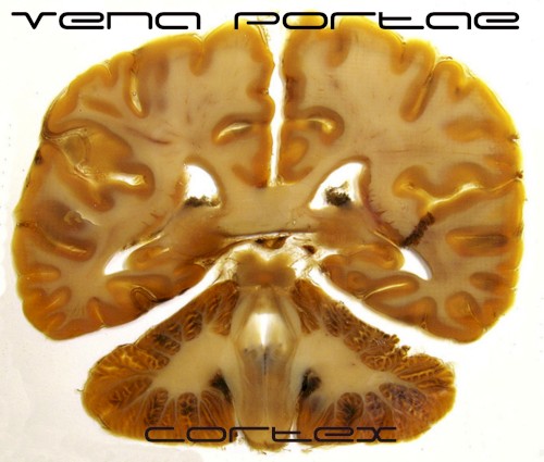 Cortex
