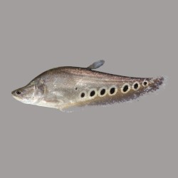 Knifefish