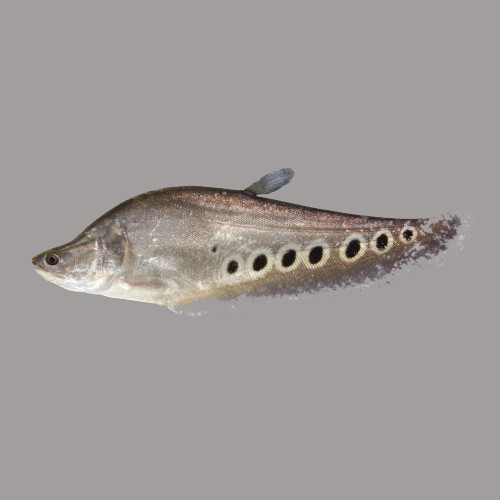 Knifefish
