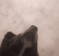Drowse