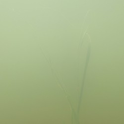 QO