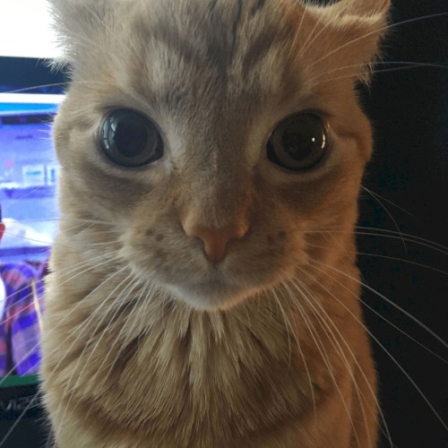 hubert g.