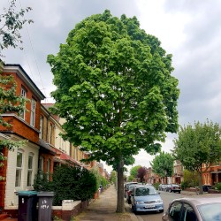 The Tree Of Life