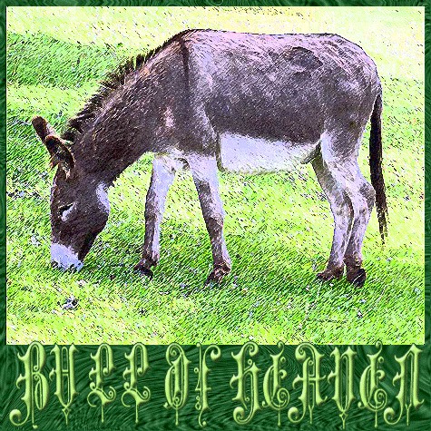 186: A Donkey's Head Sold for Eighty Shekels of Silver