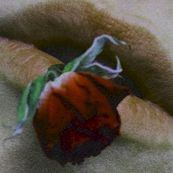 Сон