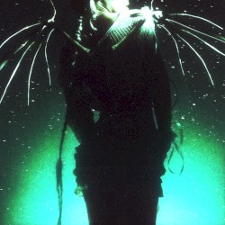 Fallen Angel