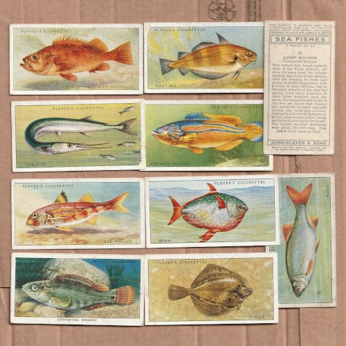 Fish