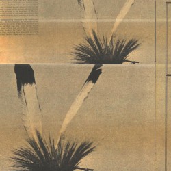 Wild Works Volume 9