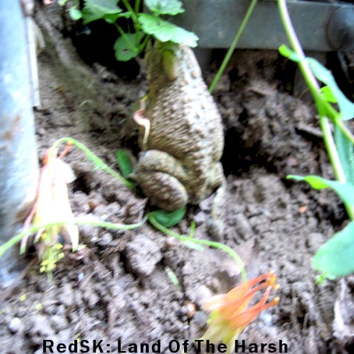 Land of the Harsh